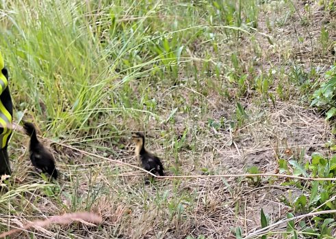Tiere in Not – Feuerwehr hilft!